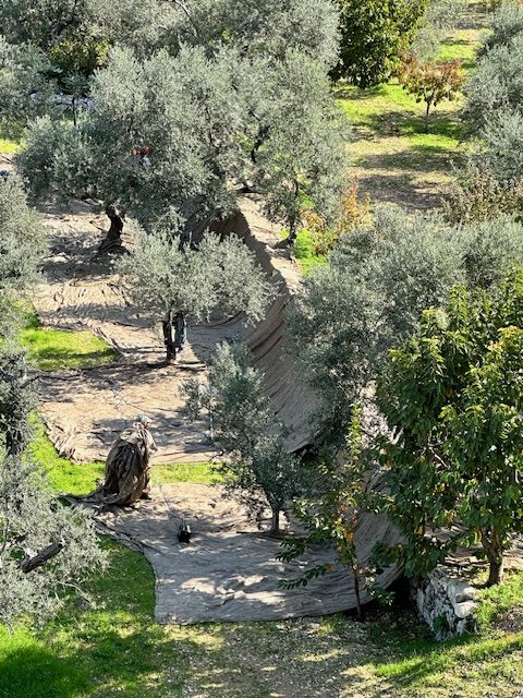 An aerial view of an olive grove with large brown sheets spread across the ground for the harvest.