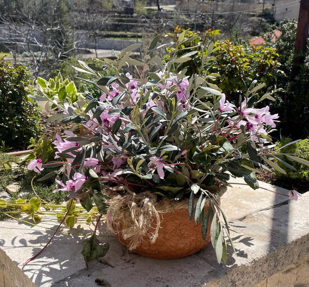 An arrangement of pink cyclamen flowers and olive branches in a pot, set against a terraced landscape.
