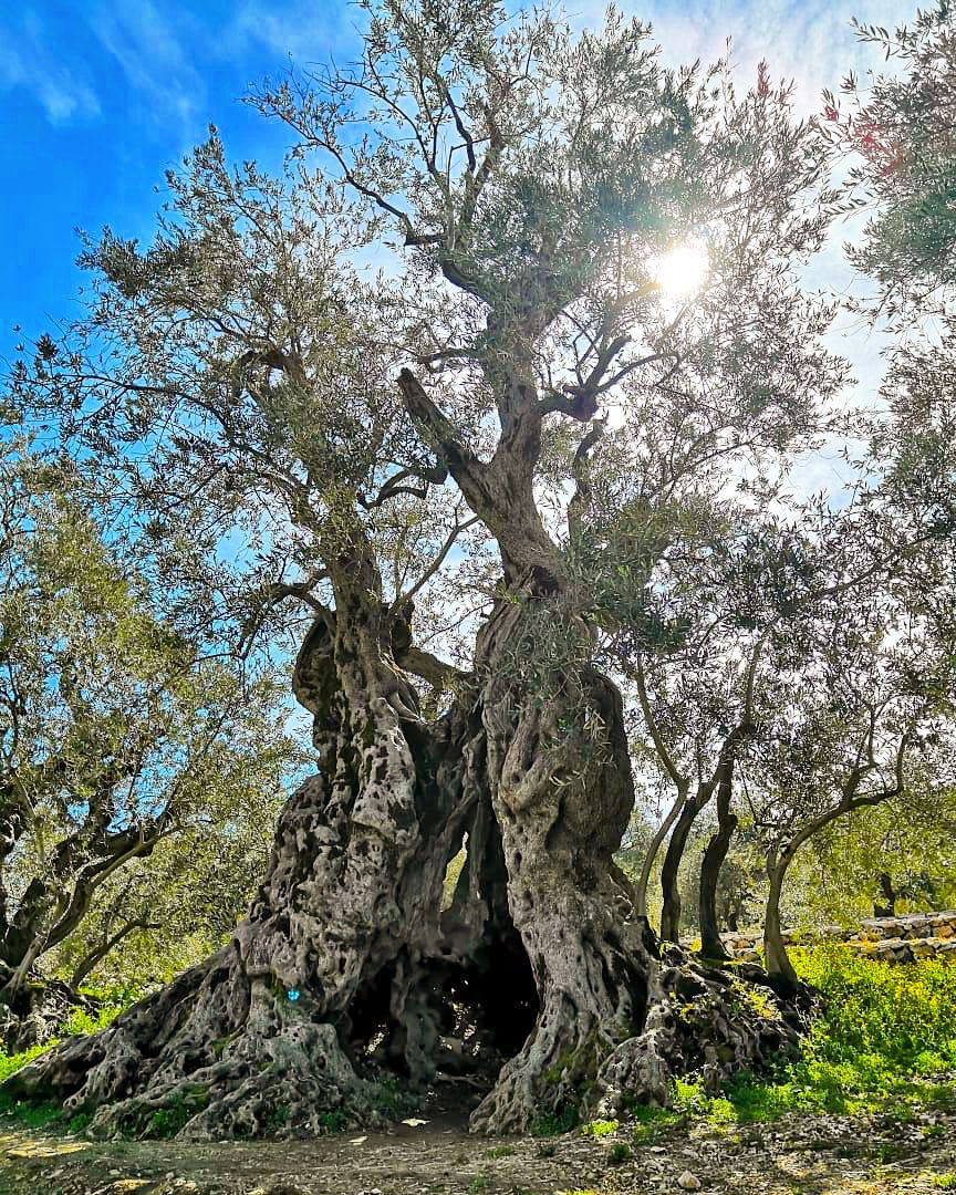 A huge ancient olive tree.